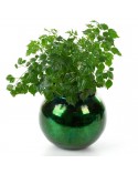 Doniczka dekoracyjna 15x11cm Verre 3/1 zielona Eurofirany