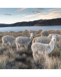 Ochraniacz na materac MyAlpaca 150x200 z alpaki 